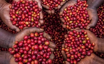 Giá cà phê biến động trước các thông tin trái chiều