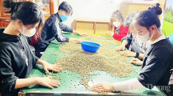 Giá cà phê hôm nay, 8/3/2024: Giá cà phê trong nước tiếp tục tăng cao