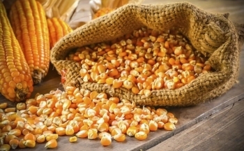 Giá ngô có thể giảm trở lại trong phiên hôm nay