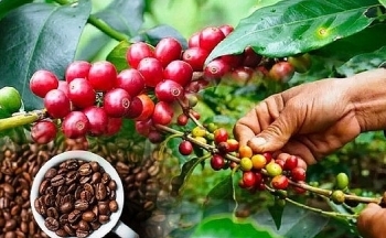 Giá cà phê mới nhất ngày 9/3/2024: Thị trường cà phê trong nước lập đỉnh giá mới, lên đến 92.200 đồng/kg