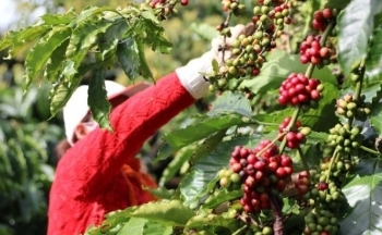 Giá cà phê mới nhất ngày 10/3/2024: Thị trường cà phê trong nước giảm 1.200 – 1.400 đồng/kg