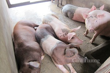 Giá heo hơi hôm nay ngày 14/3/2024: Tiếp tục tăng, đã có địa phương chạm mốc 60.000 đồng/kg