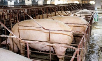 Giá heo hơi hôm nay ngày 9/4/2024: Giảm 1.000 đồng/kg tại một vài địa phương khu vực miền Nam