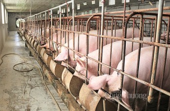 Giá heo hơi hôm nay ngày 5/4/2024: Thấp nhất 58.000 đồng/kg