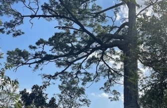 Lai Châu: Cây du sam di sản, địa điểm check in đặc biệt ở độ cao trên 1.300 mét