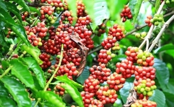 Giá cà phê mới nhất ngày 11/3/2024: Thị trường cà phê trong nước giảm nhẹ 1.200 – 1.400 đồng/kg