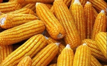 Giá ngô dẫn đầu đà tăng của nhóm nông sản trong tuần qua