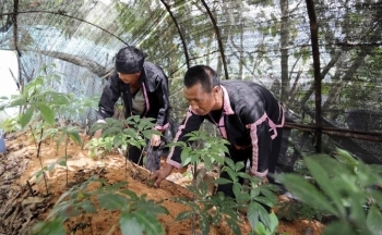 Lai Châu: Tiến hành chuẩn bị cho việc ban hành nghị quyết của Tỉnh ủy về phát triển sâm