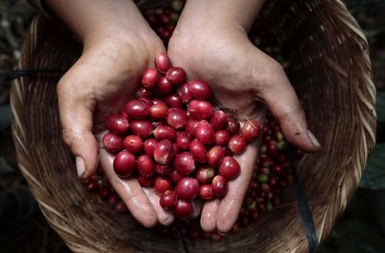 Nguồn cung ngày càng khởi sắc tạo áp lực lên giá cà phê