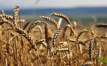 Giá lúa mì bật tăng, dẫn đầu đà hồi phục của cả nhóm