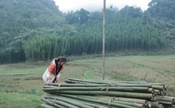 Hòa Bình: Cây thoát nghèo ở xã đặc biệt khó khăn Ngổ Luông