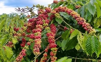 Giá cà phê mới nhất ngày 13/3/2024: Thị trường cà phê trong nước vẫn giữ mức cao 91.100 đồng/kg