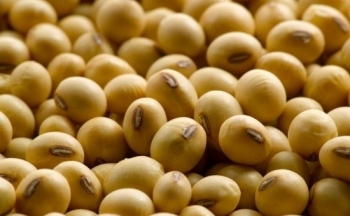 Triển vọng mùa vụ Nam Mỹ thắt chặt hơn thúc đẩy giá đậu tương