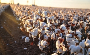 Giá bông bật tăng trong sắc xanh