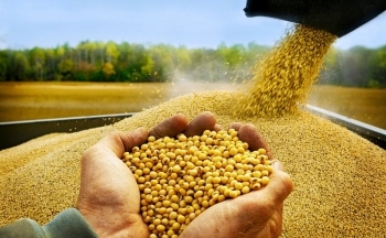 Giá dầu thô hồi phục, sắc đỏ chiếm ưu thế trên thị trường đậu tương