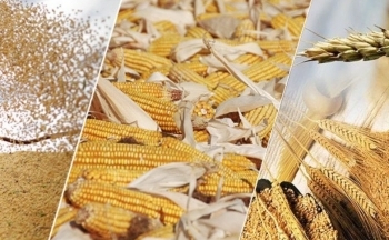 Triển vọng nguồn cung tích cực gây áp lực lên giá lúa mì