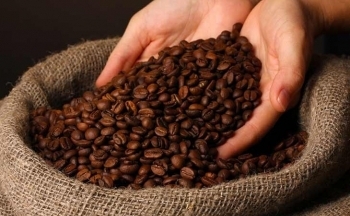 Giá cà phê quay đầu giảm trước áp lực nguồn cung cải thiện