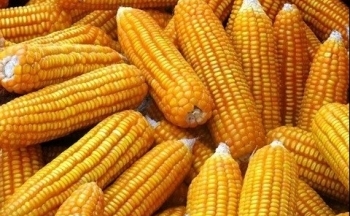 Giá ngô quay đầu hồi phục, giá dầu chịu sức ép