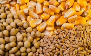 Giá ngô và lúa mì có thể khép phiên cuối tuần trong sắc xanh