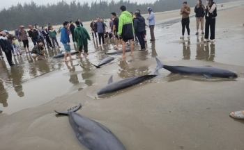 Đàn cá heo quý hiếm mắc lưới ngư dân Hà Tĩnh được thả về biển khơi