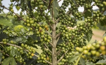 Giá cà phê mới nhất ngày 17/3/2024: Thị trường cà phê trong nước duy trì đà tăng, cao nhất 93.200 đồng/kg