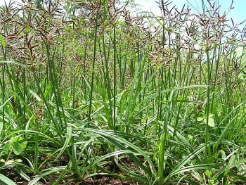 Cỏ gấu: Vị thuốc quý từ loài cỏ dại