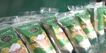 Gạo nếp Cay Nọi: Xây dựng chuỗi liên kết từ sản xuất đến tiêu thụ sản phẩm