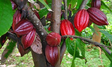 Giá ca cao thiết lập mức cao kỷ lục trước lo ngại nguồn cung