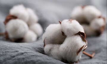 Đồng USD tăng tác động lên giá bông