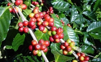 Giá cà phê mới nhất ngày 20/3/2024: Thị trường cà phê trong nước lập đỉnh mới, lên mức 94.200 đồng/kg