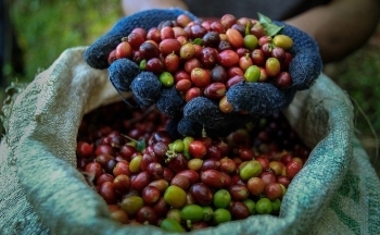 Tỷ giá USD/BRL suy yếu tạo sức ép lên giá cà phê