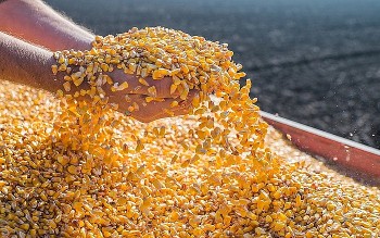 Tháng 2/2024, nhập khẩu ngô của Việt Nam giảm về lượng và kim ngạch