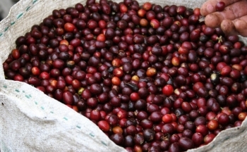 Giá cà phê mới nhất ngày 21/3/2024: Thị trường cà phê trong nước giữ ở mức cao, lên đến 94.300 đồng/kg