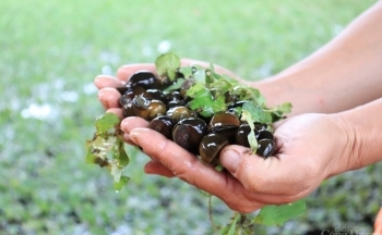 Hải Dương: Đổi đời, thành tỷ phú nhờ mô hình nuôi ốc nhồi thương phẩm