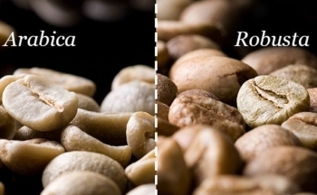 Giá cà phê Robusta trở lại vùng đỉnh 30 năm