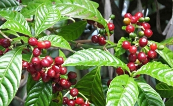 Giá cà phê mới nhất ngày 22/3/2024: Thị trường cà phê trong nước lập đỉnh mới 95.200 đồng/kg