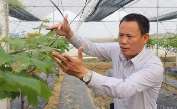 Trở thành tỷ phú nhờ trồng nho Hạ Đen