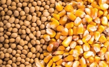 Giá ngô nối dài đà giảm, bảng giá nông sản chìm trong sắc đỏ