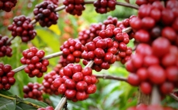 Giá cà phê mới nhất ngày 24/3/2024: Thị trường cà phê trong nước giảm nhẹ 200 đồng/kg
