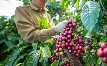 Giá cà phê mới nhất ngày 25/3/2024: Thị trường cà phê trong nước lập đỉnh mới 95.300 đồng/kg
