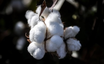 Giá bông dẫn đầu đà giảm nhóm nguyên liệu công nghiệp, tại sao?