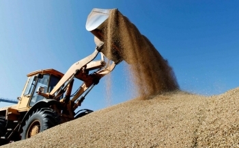 Nhập khẩu lúa mì từ Brazil tăng mạnh gần 93%