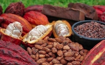 Giá ca cao tạo đỉnh lịch sử mới sau khi tăng gần 8%