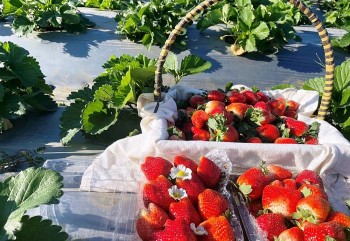 Dâu tây Sơn La được đưa vào phục vụ hành khách trên các chuyến bay của Vietnam Airlines