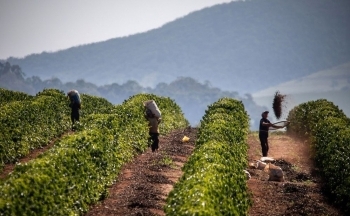 Tồn kho và tỷ giá khởi sắc tạo áp lực kép lên giá cà phê