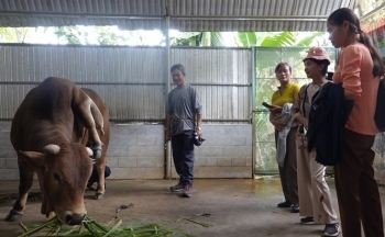 Thanh Hóa: Bò đột biến 6 chân, 2 đuôi, khách du lịch trả giá 5 tỷ đồng