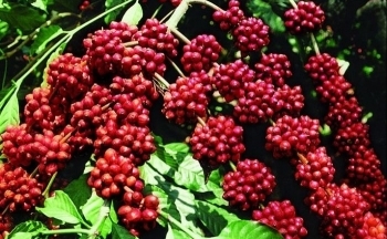 Giá cà phê mới nhất ngày 27/3/2024: Thị trường cà phê trong nước tăng đạt đỉnh 97.000 đồng/kg