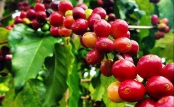 Dự báo nguồn cung từ Việt Nam giảm 20% khiến giá cà phê tăng
