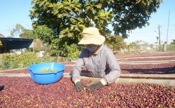 Giá cà phê mới nhất ngày 28/3/2024: Thị trường cà phê trong nước lập đỉnh mới 98.100 đồng/kg