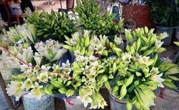 Hoa loa kèn đầu vụ giá cao vẫn hút khách